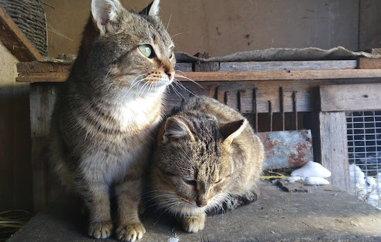 Two barn cats huddled together